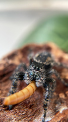 Phidippus borealis