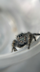 Phidippus borealis