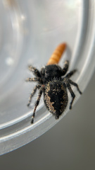 Phidippus borealis