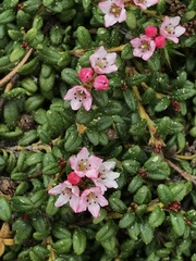 Kalmia procumbens