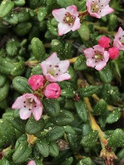 Kalmia procumbens