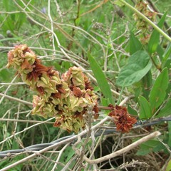 Rumex hastatulus