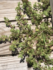 Acalypha radians