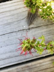 Acalypha radians