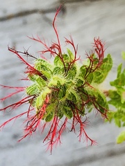 Acalypha radians