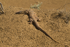 Varanus griseus caspius