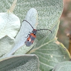 Tetraopes discoideus