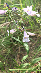 Penstemon gracilis
