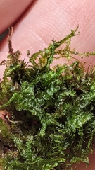 Odontoschisma sphagni