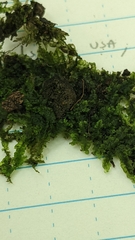 Odontoschisma sphagni