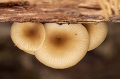 Fungi