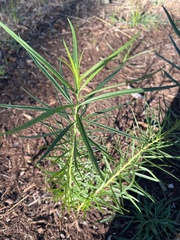 Helianthus salicifolius