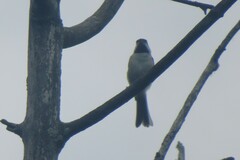 Poecile atricapillus