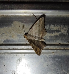 Macaria multilineata