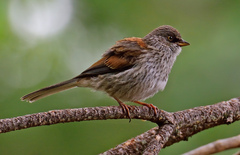 Yellow-Eyed Junco photo 3
