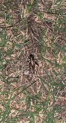 Gryllus rubens