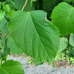 Phytoptus tetratrichus
