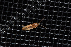 Conoderus vespertinus