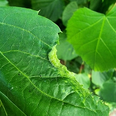 Phytoptus tetratrichus