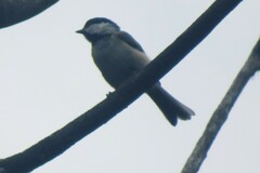 Poecile atricapillus