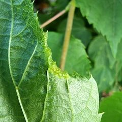 Phytoptus tetratrichus