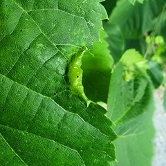 Phytoptus tetratrichus