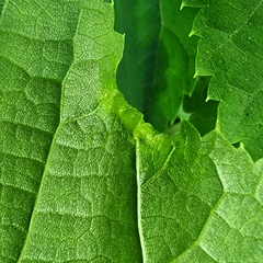 Phytoptus tetratrichus