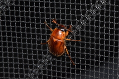 Cyclocephala borealis