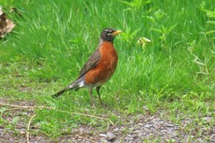 Turdus migratorius