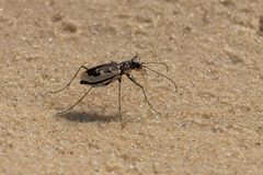 Ellipsoptera wapleri