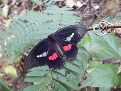 Parides eurimedes