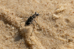 Ellipsoptera wapleri