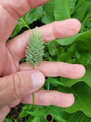 Phalaris canariensis