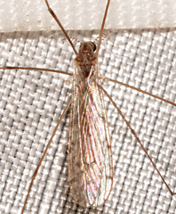 Rhipidia maculata