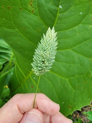 Phalaris canariensis