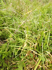 Torreyochloa pallida