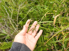 Torreyochloa pallida