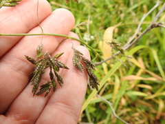 Torreyochloa pallida