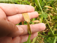 Torreyochloa pallida