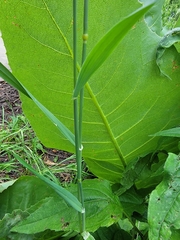 Phalaris canariensis