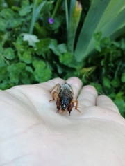 Gryllotalpa vineae