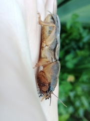 Gryllotalpa vineae