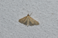 Paracorsia repandalis