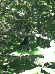 Calopteryx maculata