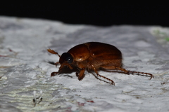 Cyclocephala borealis