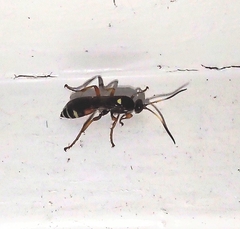 Ichneumon ambulatorius