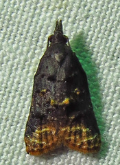 Platynota flavedana
