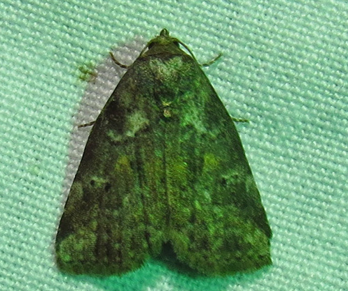 White-lined Graylets photo 5