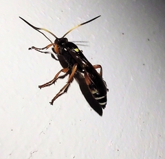 Ichneumon ambulatorius