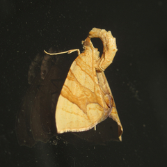 Eulithis diversilineata